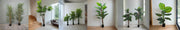 collection Artificial Plants